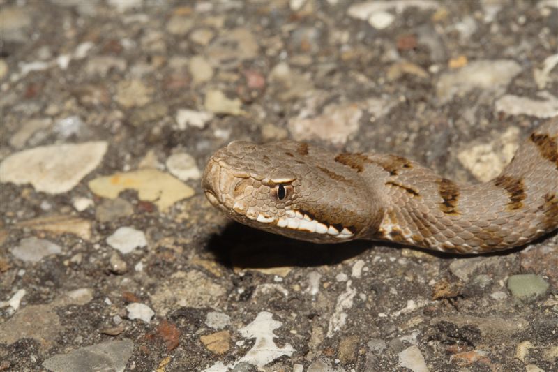 Vipera aspis... di quanti mesi??